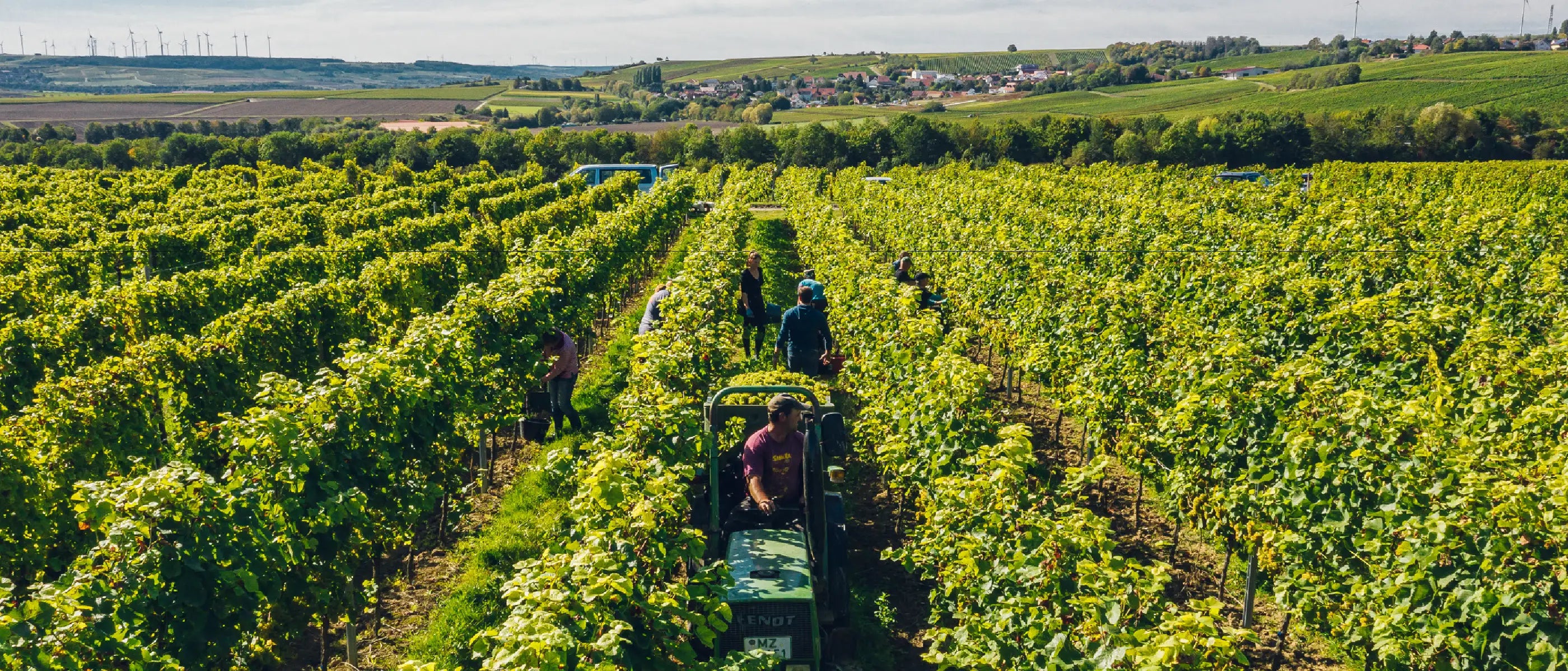 Arbeiten im Weinberg