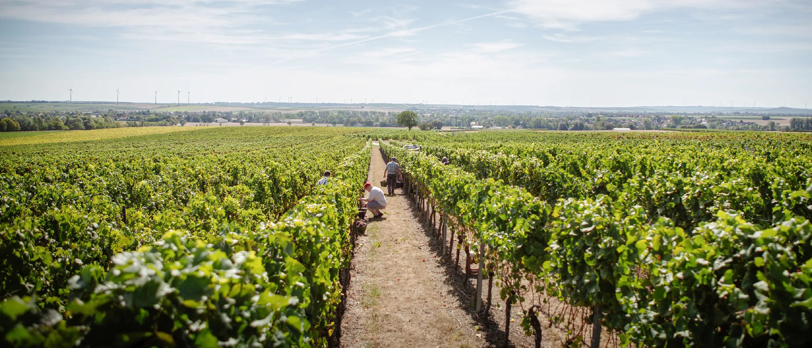 Weingut Jung Weinberg