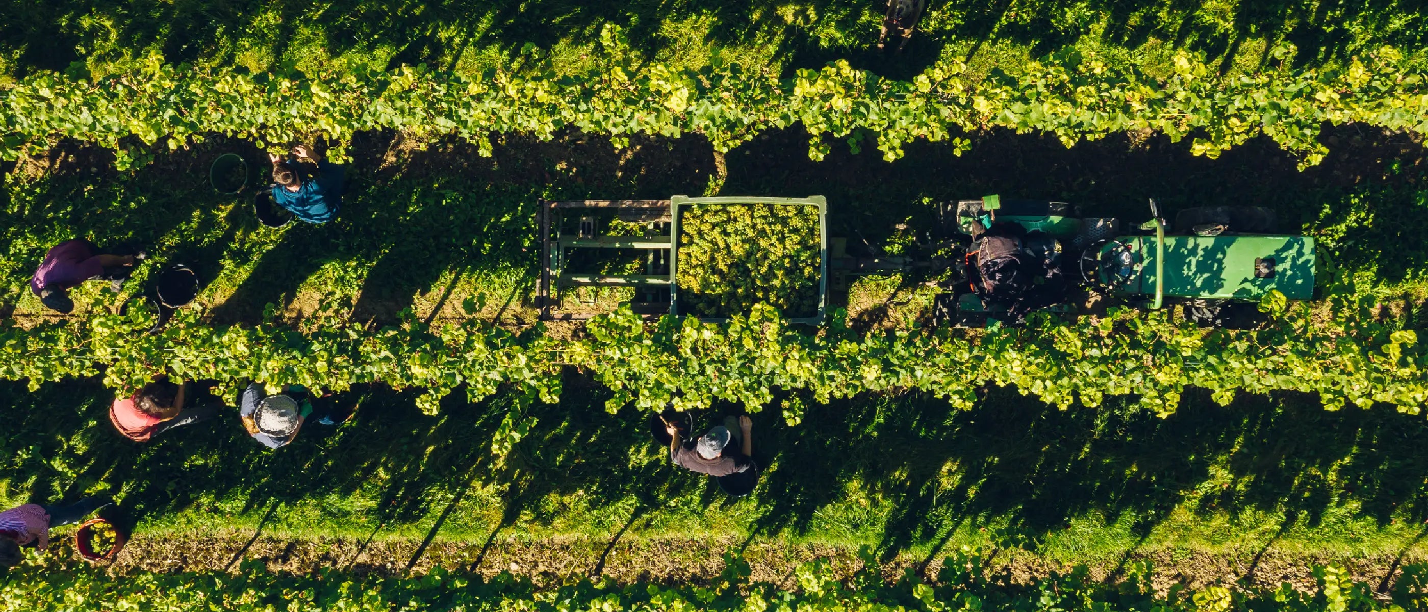 Weingut Jung Weinreben